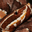 Agkistrodon taylori