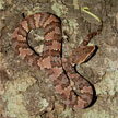 Agkistrodon taylori