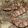 Agkistrodon taylori