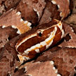 Agkistrodon taylori