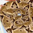 Bothrops moojeni