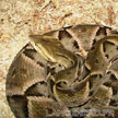 Bothrops moojeni