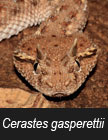 Cerastes gasperettii