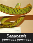 Dendroaspis jamesoni jamesoni