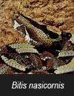 Bitis nasicornis