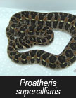 Proatheris supercilliaris