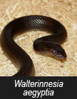 walterinnesia aegyptia