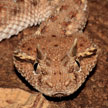 Cerastes gasperettii gasperettii