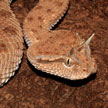 Cerastes gasperettii gasperettii