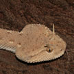 Cerastes gasperettii gasperettii