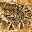 Bothrops jararaca