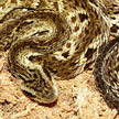 Bothrops jararaca