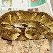 Bothrops jararaca