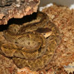 Bothrops lanceolatus