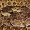 Bothrops lanceolatus