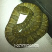 Bothrops lanceolatus