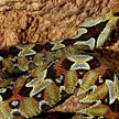 Bitis nasicornis MALE