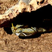 Bitis nasicornis MALE