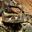 Bitis nasicornis FEMALE