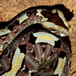 Bitis nasicornis FEMALE