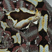 Bitis nasicornis FEMALE
