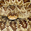 Crotalus molossus oaxacus