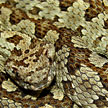 Ophryacus undulatus