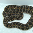 Proatheris supercilliaris
