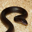 Walterinnesia aegyptia